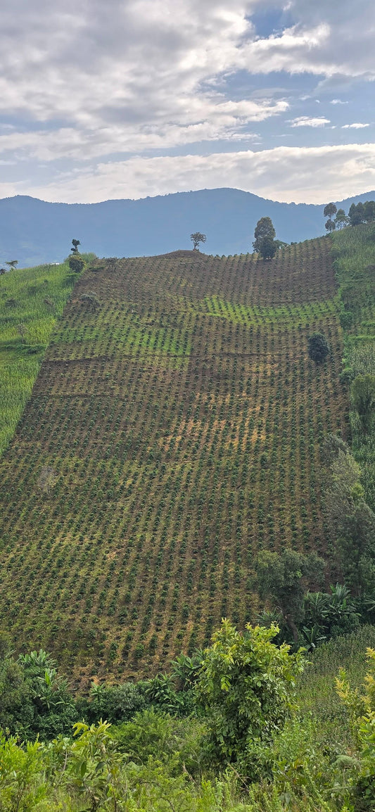 Setek Highlands Coffee Farm in Kenya